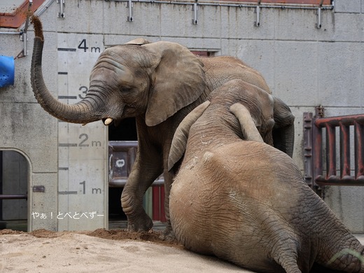 とべ動物園アフリカゾウのブログ：やぁ！とべとべずー