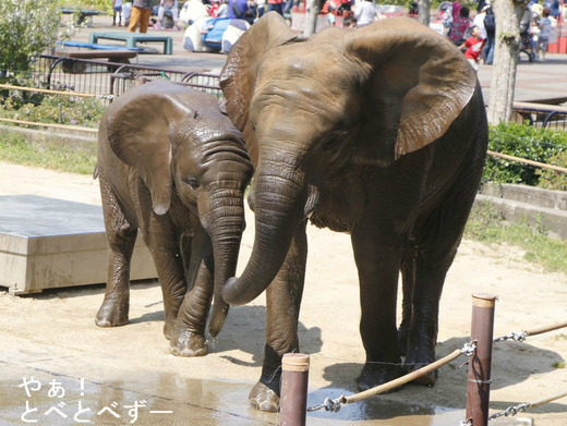 とべ動物園アフリカゾウ