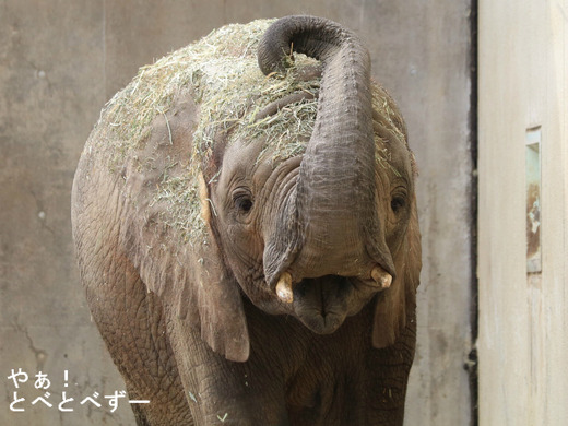 とべ動物園ブログ：砥愛、フー、ティア、ピース、ハヤト