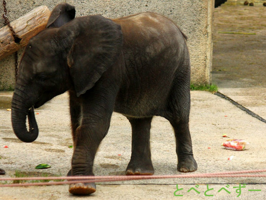 とべ動物園のアフリカゾウの赤ちゃん：砥愛（とあ）