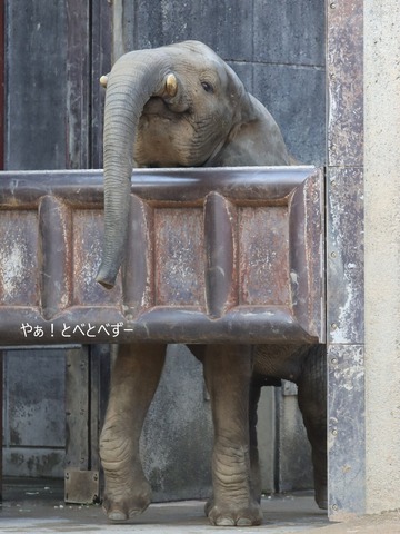 とべ動物園アフリカゾウ:砥愛ちゃん(メス、12歳)