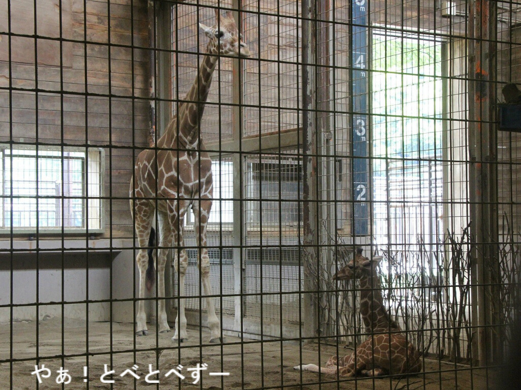 臨時増刊号 キリンの赤ちゃん誕生 やぁ とべとべずー与茂駄 よもだ くあとろ とべ動物園で暮らすアフリカゾウのブログ 臨時増刊号 キリンの赤ちゃん誕生 やぁ とべとべずー与茂駄 よもだ くあとろ とべ動物園で暮らすアフリカゾウのブログ