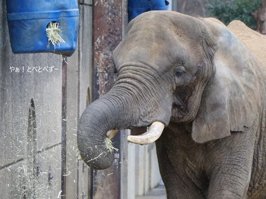 とべ動物園ブログ：やぁ！とべとべずー