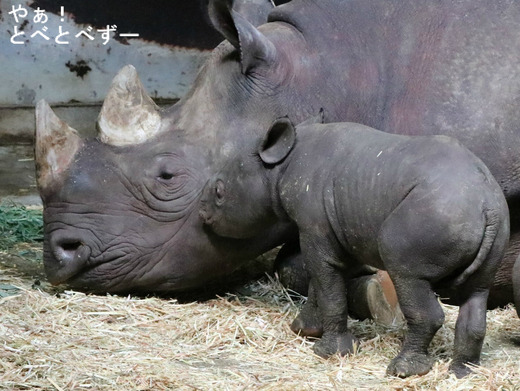 とべ動物園ヒガシクロサイ:クーちゃんと赤ちゃん