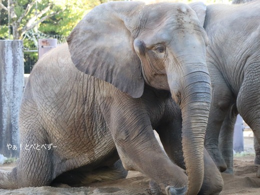 アフリカゾウ大好きブログ:やぁ!とべとべずー