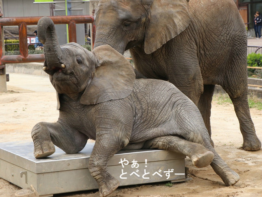 とべ動物園アフリカゾウ：アフ、リカ、媛、砥夢、砥愛