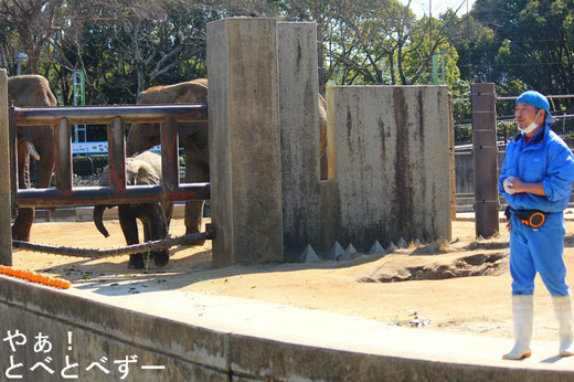 とべ動物園アフリカゾウのブログ：やぁ！とべとべずー