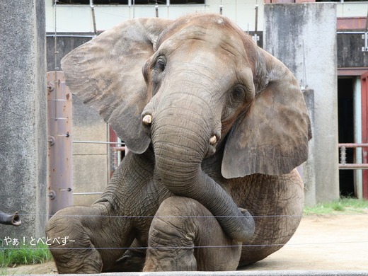 日本で初めて人工哺育で育った媛ちゃん:愛媛とべ動物園