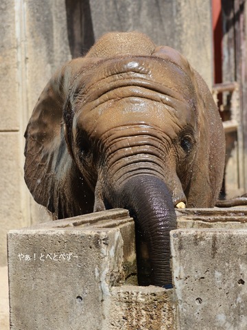 とべ動物園アフリカゾウのブログ:やぁ!とべとべずー