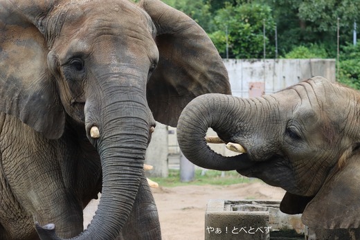 アフリカゾウ、アジアゾウ大好きブログ：やぁ！とべとべずー