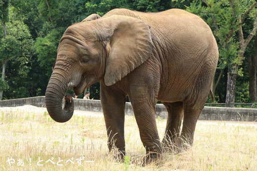 とべ動物園アフリカゾウ:子象の砥愛ちゃん
