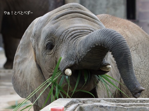 とべ動物園アフリカゾウ：砥愛ちゃんの８歳のお誕生会