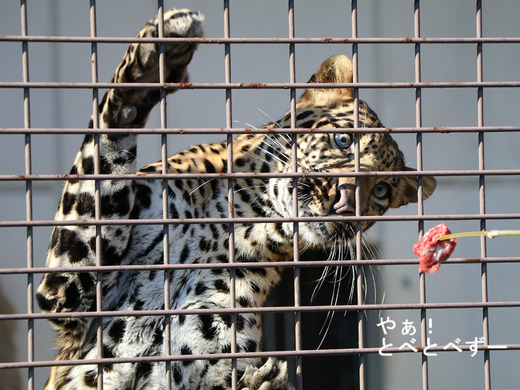 とべ動物園動物サポーターズーデーイベント：ヒョウに餌やり体験