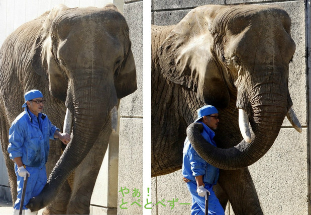 NHK「アフリカゾウの家族をつくる」に登場の椎名さんとリカさん