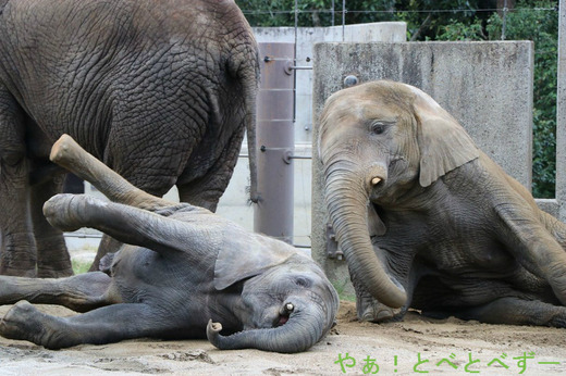 アフリカゾウ、インドゾウ大好きブログ:やぁ!とべとべずー