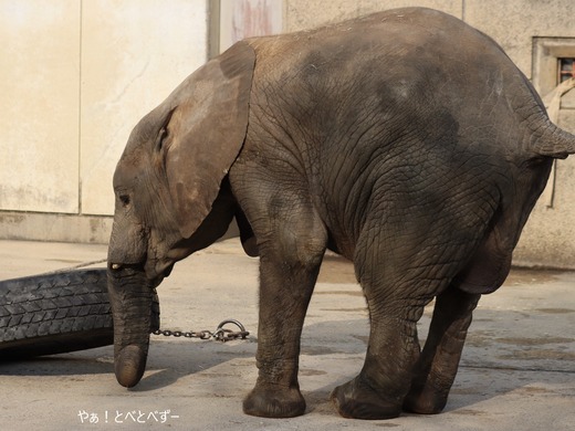 とべ動物園アフリカゾウ：アフ、リカ、媛、砥夢、砥愛