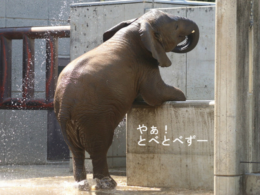 後足で立つアフリカゾウの子象の砥愛ちゃん