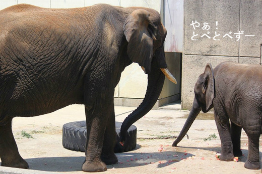 アフリカゾウの写真満載の