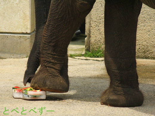 アフリカゾウの足、蹄