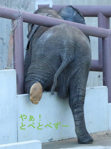 スロープへ進入するアフリカゾウの子象の砥愛ちゃん