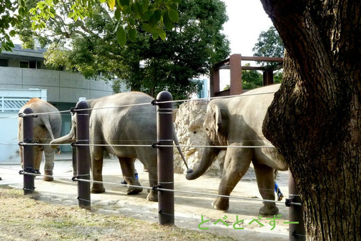 上野動物園象のイベント：尻尾を鼻で掴んで行進