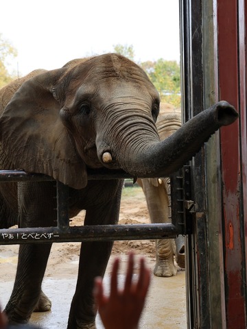 とべ動物園アフリカゾウのブログ：やぁ！とべとべずー
