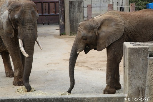 とべ動物園アフリカゾウ:砥愛ちゃん(メス、10歳)