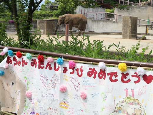 とべ動物園アフリカゾウのブログ:やぁ!とべとべずー