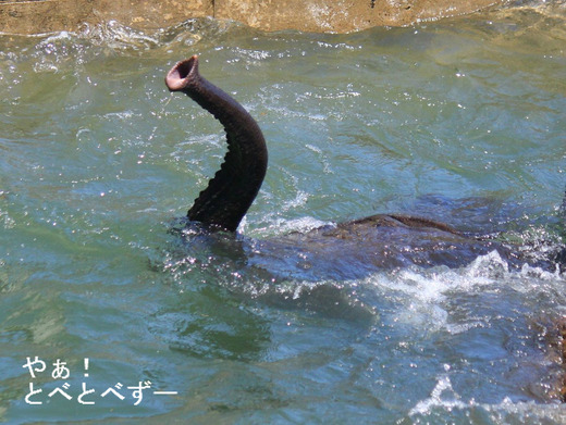 ゾウが泳ぐときは鼻で呼吸します