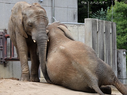 とべ動物園アフリカゾウ：アフ、リカ、媛、砥夢、砥愛