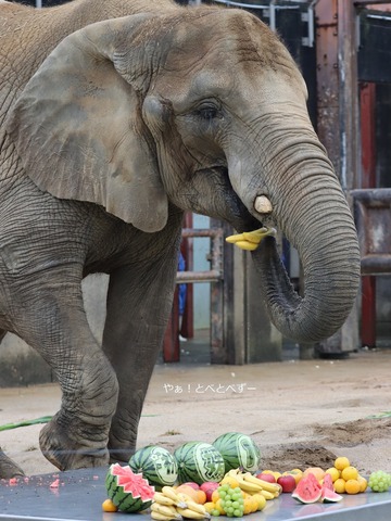 アフリカゾウ大好きブログ：やぁ！とべとべずー