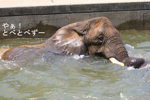多摩動物公園アフリカゾウの砥夢くんのお母さん:リカ