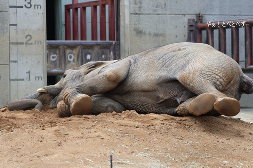 砂場で横臥するアフリカゾウの子象の砥愛＠とべ動物園