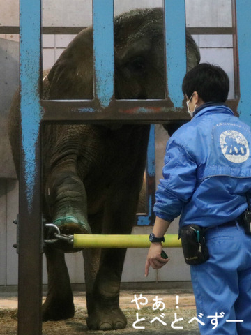 とべ動物園アフリカゾウ：媛ちゃん（メス、１３歳）