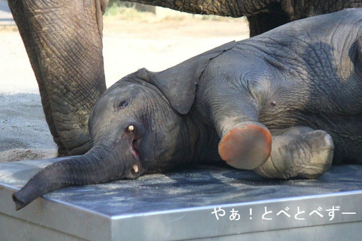 アフリカゾウの赤ちゃん:砥愛ちゃんが見られる愛媛とべ動物園