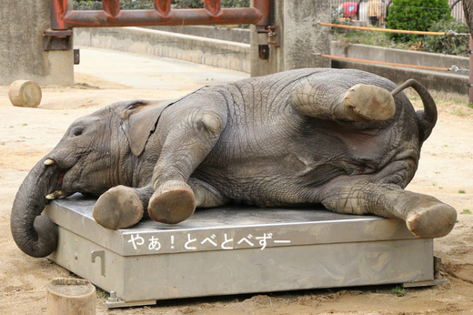 横になって寝るアフリカゾウの子象の砥愛ちゃん
