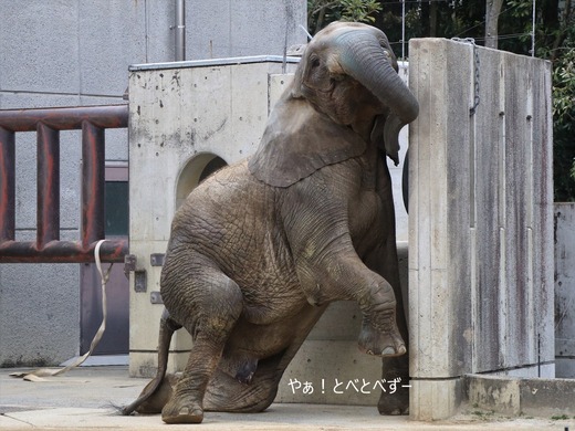 とべ動物園ブログ:やぁ!とべとべずー