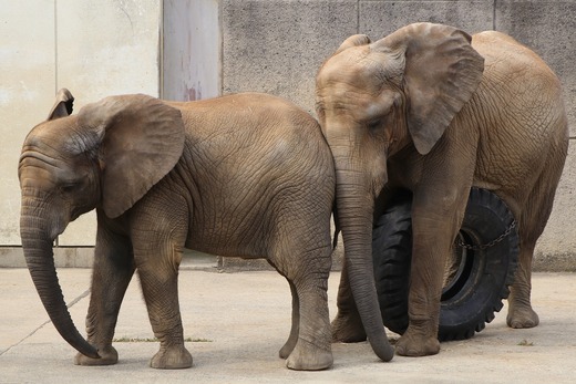 とべ動物園アフリカゾウ:砥愛ちゃん(メス、6歳)