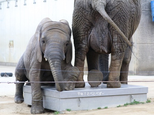 とべ動物園ブログ：砥愛、ララ、イオ、フー、ウララ、ルビー