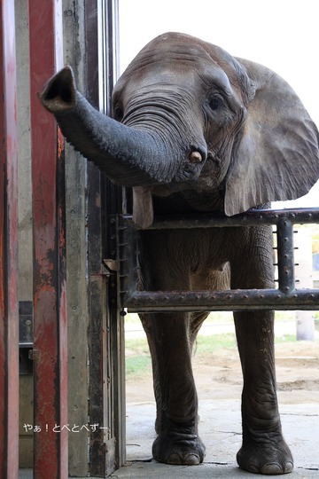 日本で初めて人工哺育で育った媛ちゃん