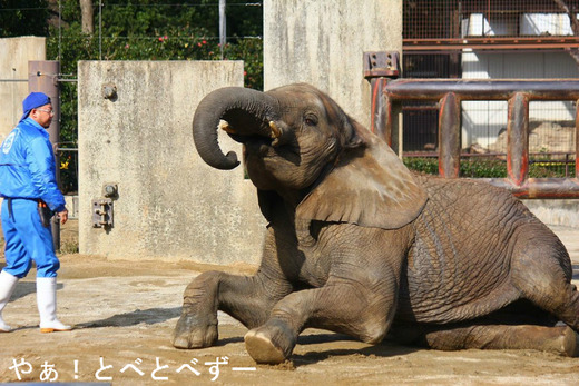 多摩動物公園アフリカゾウの砥夢くんのお姉さん、媛ちゃん
