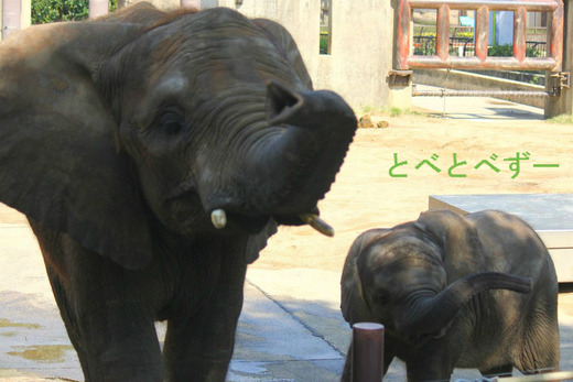 もう直ぐ8歳のお誕生日の媛ちゃんと妹の砥愛ちゃん