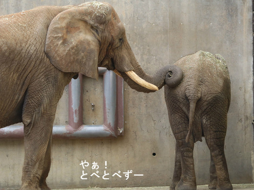 日本で唯一血縁関係のあるアフリカゾウの親子が暮らす愛媛とべ動物園