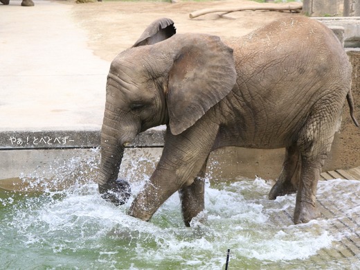 とべ動物園アフリカゾウ：砥愛ちゃん（メス、８歳）