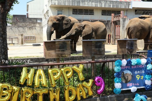 とべ動物園アフリカゾウのブログ：やぁ！とべとべずー