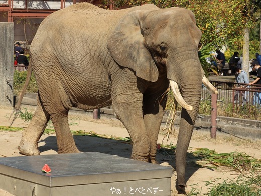 とべ動物園アフリカゾウ：リカ母さん（メス、推定３７歳）