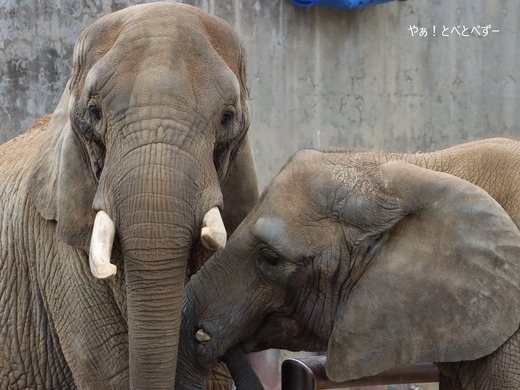 とべ動物園アフリカゾウ：媛ちゃん（メス、17歳）