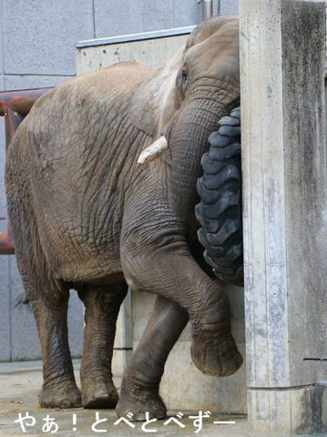 とべ動物園アフリカゾウ:リカ母さん(メス、推定30歳)