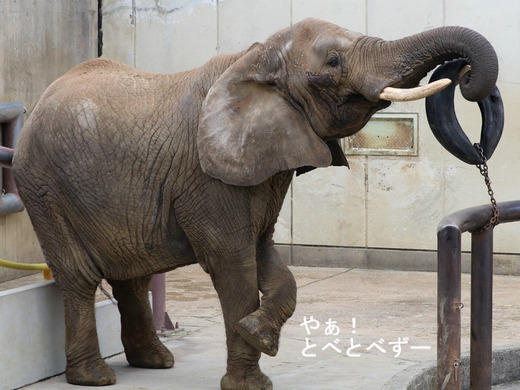 3頭の仔象を育てた日本一のお母さんゾウ:リカさん(とべ動物園)
