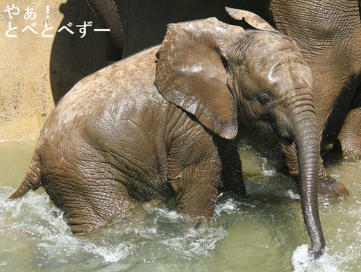 もう直ぐ２歳！アフリカゾウの砥愛（2013.6.1生まれ、メス）